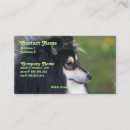 Recherche de sheltie Animal familier