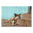 Search for german shepherd photo posters Canine