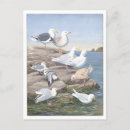 Search for gull postcards Illustration
