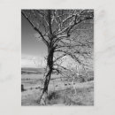 Search for foothills postcards Photography