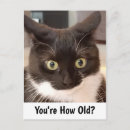 Recherche de chat noir anniversaire cartes Blanc