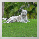 Search for white tiger posters Wild animals