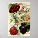 Search for cherry fruit posters Antique