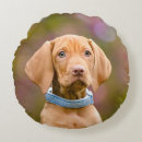 Search for vizsla pillows Puppy