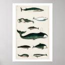 Recherche de baleine vintage posters Histoire naturelle