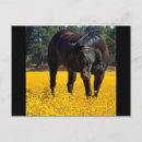 Recherche de champ des fleurs cartes postales Cheval