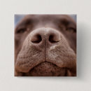 Search for noses buttons Puppy