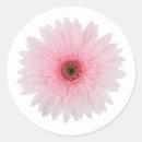 Search for gerbera daisy flower stickers Pink