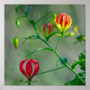 Search for flame red posters Flower