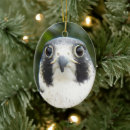 Search for falcon ornaments Animals