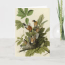 Search for audubon cards Bird