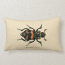 Recherche de scarabées coussins Entomologie