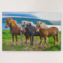 Search for icelandic horse Horses