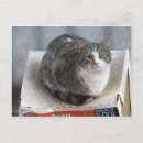 Recherche de chat dans une boîte cartes postales Félin
