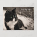 Recherche de adoption de chat cartes postales Chats