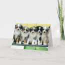 Search for australian shepherds cards Puppies