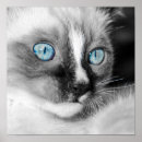 Recherche de chat persan posters Yeux bleus