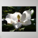 Search for magnolia art Macro
