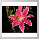 Search for stargazer posters Flower