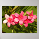 Recherche de vibrant posters Flore