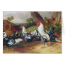 Recherche de jeune coq Blanc