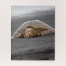 Recherche de sea turtles puzzles Hawaii