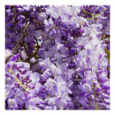 Search for wisteria posters Tree