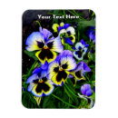 Recherche de viola magnete Pansement