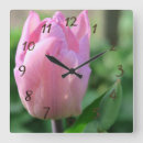 Recherche de fleurs de tulipes horloges Rose