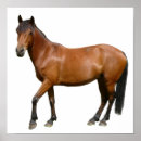Search for exmoor Horse