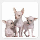 Search for domestic animal stickers Belgium