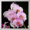 Recherche de orchidée posters Fleurs