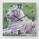 Recherche de tigre blanc horloges Gros chat