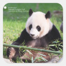 Search for giant panda stickers Animals