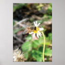 Recherche de pollinisation posters Insecte