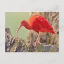 Recherche de ibis cartes postales Animaux
