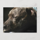 Search for dog sleeping postcards Horizontal