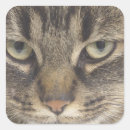 Search for cat face stickers Feline