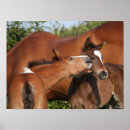 Search for sporting breed posters Foals
