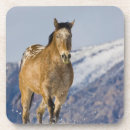 Search for running coasters Equestrian