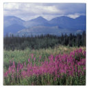Search for america tiles Nature