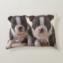 Recherche de chiots coussins Petit