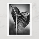 Search for leaf vein postcards Texture