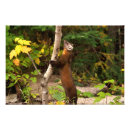 Recherche de belette posters Marten