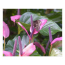 Search for anthurium posters Pink