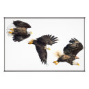 Search for bald eagle pics posters Flying