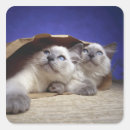 Search for cat eyes stickers Playful