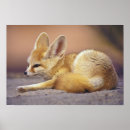 Recherche de le fennec posters Mammifère