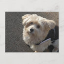 Recherche de petit chien cartes postales Pour tous