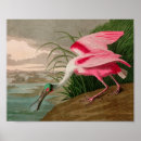 Search for roseate spoonbill posters Birds of america
